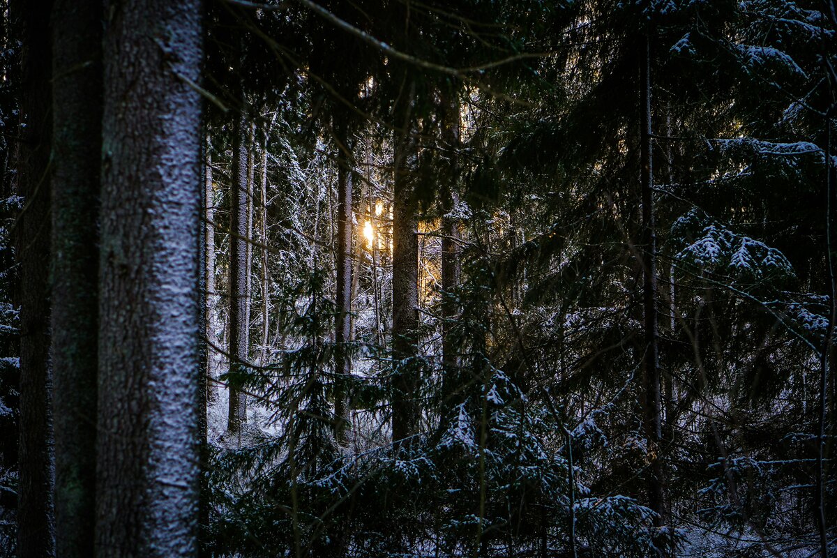 Hiihtäjä nauttii luonnosta ladulla